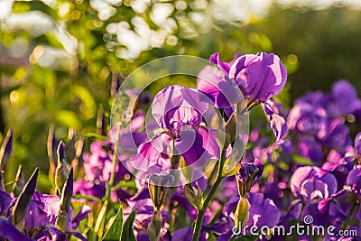 Purple irises on the green background Stock Photo