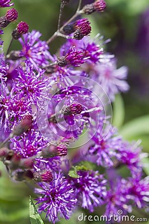 Purple Ironweed Wildflowers - Vernonia gigantea Stock Photo