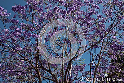 Purple jacaranda tree blossoms over blue sky Stock Photo
