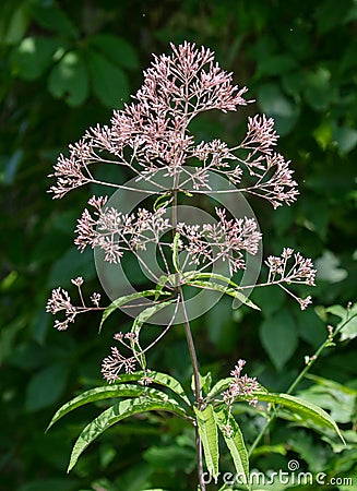 Purple Joe Pye Weed Flowers Stock Photo