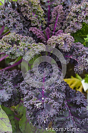 Purple Kale Plant Stock Photo