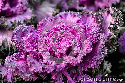 Purple Kale Stock Photo