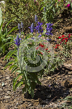 Purple Labiatae flower Stock Photo