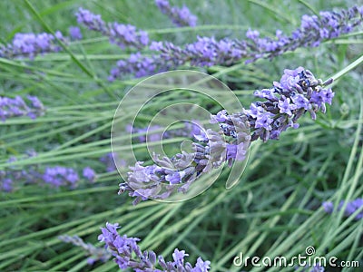 Purple lavandula flowers, herb for beauty and health, lavander Stock Photo