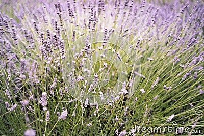 Purple Lavender Background Shallow Depth of Field Stock Photo