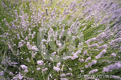 Purple Lavender Background Shallow Depth of Field Stock Photo