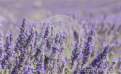 Purple lavender fields Stock Photo