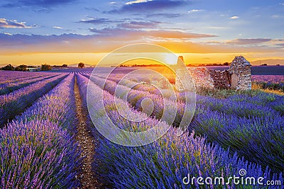 Purple lavender filed in Valensole at sunset Stock Photo