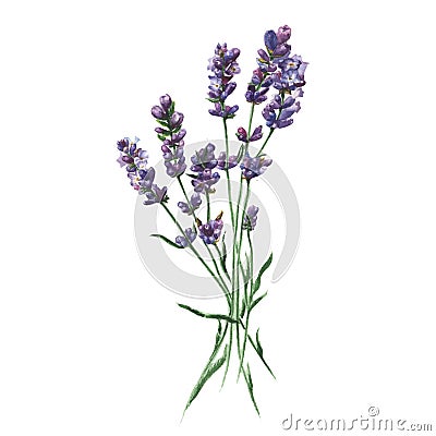 Purple lavender. Floral botanical flower. Isolated illustration element. Cartoon Illustration