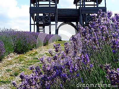 purple lavender flower field with wooden fort gate in the distance Stock Photo