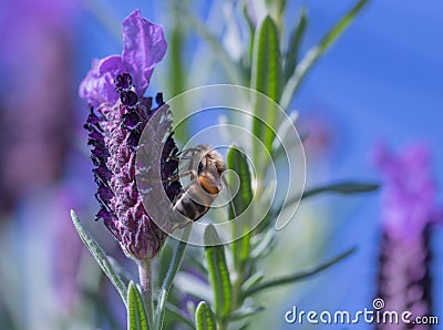 Purple lavender flower with a honeybee, harvesting pollen, on it Stock Photo