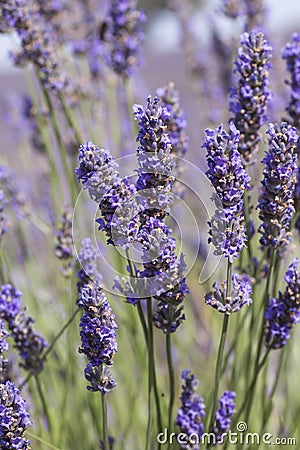 Purple lavender flowers Stock Photo