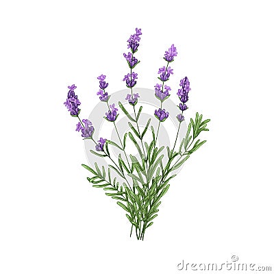 Purple lavender flowers bunch. French blooms, herbs. Wild floral posy, violet lavandula, Provence lavander. Realistic Cartoon Illustration