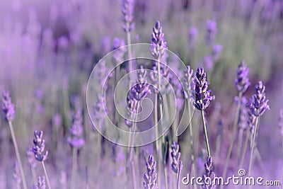 Purple lavender flowers in the field Stock Photo