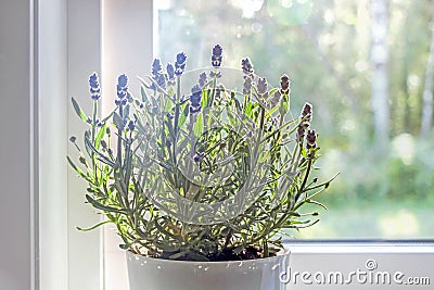 Lavender flower in pot with backlighting Stock Photo