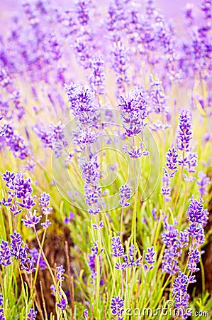 Purple lavender flowers Stock Photo