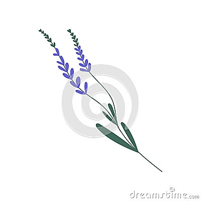 Purple lavender or lavandula with stem and leaves isolated on white background. Delicate lilac flower of lavander Vector Illustration