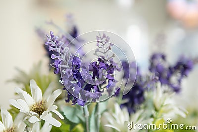 purple lavender and white flowers with pollen Stock Photo