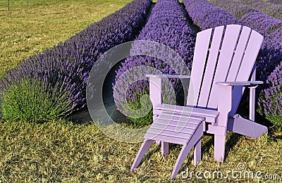 Purple lawn chair in lavender field Stock Photo