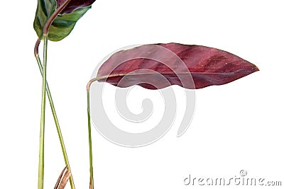 Purple leaf of Calathea lancifolia or Rattlesnake Plant isolated on white background Stock Photo