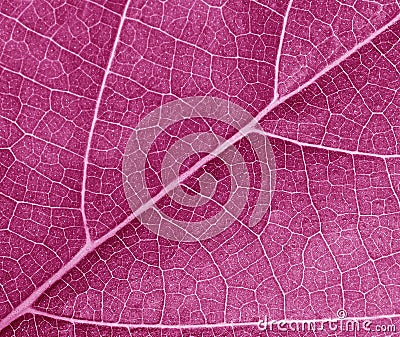 Purple leave texture Stock Photo