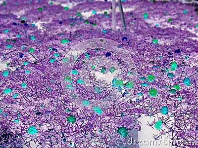 Purple leave tree texture pattern background Stock Photo