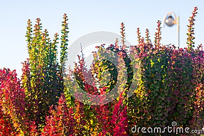 Purple Leaves On Bush Of Thunberg's Barberry, Berberis Thunbergii, The Japanese Barberry, Or Red Barberry illuminated by soft Stock Photo