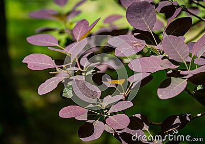 Purple leaves of Cotinus coggygria Royal Purple Rhus cotinus, the European smoketree in spring garden. Nature concept for design Stock Photo