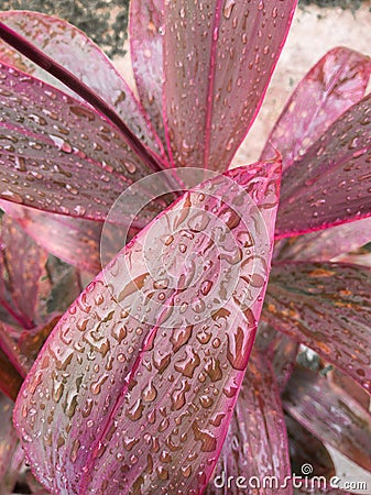 Purple Leaves Covered By Rain Drops Stock Photo