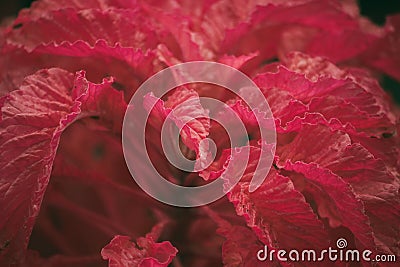 Purple leaves in nature , Stock Photo