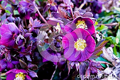 Purple Lenten Roses in Delaware Stock Photo