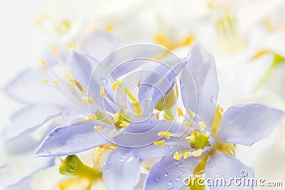 Purple Lignum vitae flowers in South East Asia on white backgrou Stock Photo