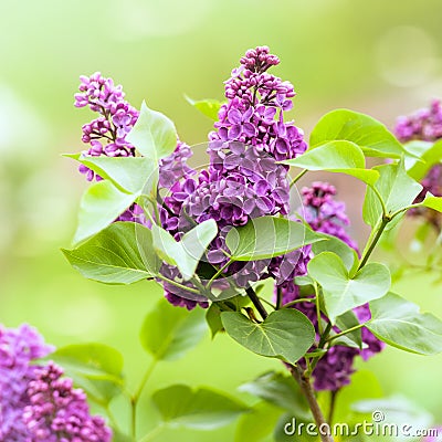 Purple Lilac Stock Photo