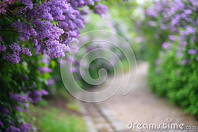 Purple lilac blossoms blooming in springtime Stock Photo