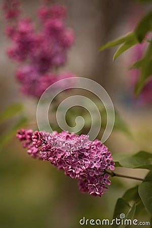 purple lilac bush blooming in May day Stock Photo