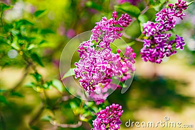 Purple lilac close up. Health problems in spring. Allergy concept Stock Photo
