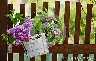 Purple lilac flowers Stock Photo