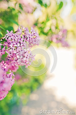 Purple lilac flowers blossom in garden Stock Photo