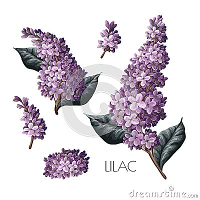 Purple lilac and leves isolated. Vector. Vector Illustration