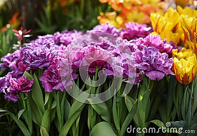 purple, lilac, pink fluffy flowering tulips Mascotte in Botanical Garden of Moscow University `Pharmacy Garden` or `Aptekarskyi og Stock Photo