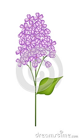 Purple Lilac or Syringa Vulgaris on White Background Vector Illustration