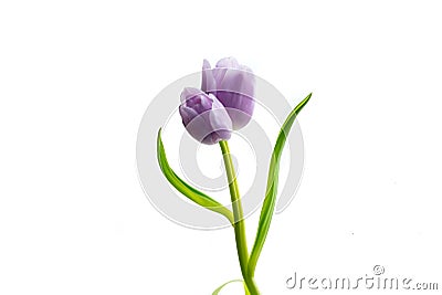 Purple Lilac Twin Tulip Stock Photo