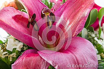 Purple Lilly extreme close-up in a flower bouquet Stock Photo
