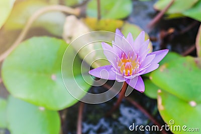 Purple Lilly flower with green leaf Stock Photo
