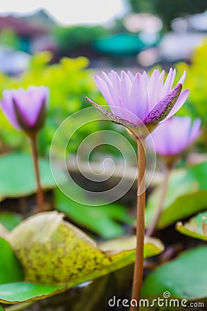 Purple Lilly flower with green leaf Stock Photo