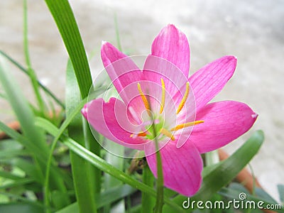 purple lilly with green fresh leaf. Stock Photo