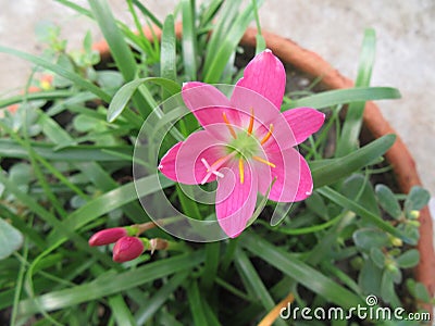 Purple lilly flower for indoor decoration. Stock Photo