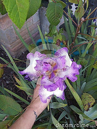 Purple lilly me beauty Stock Photo