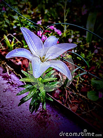 Purple lilly Stock Photo