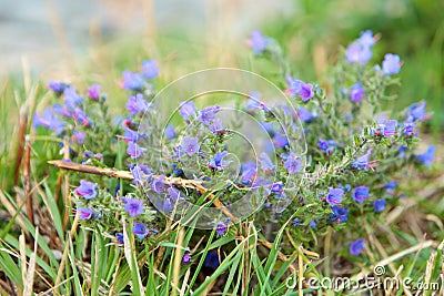 Purple little flowers Stock Photo